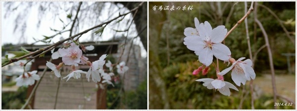 糸桜②.jpg